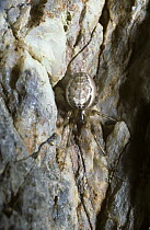 Long-palped orb weaver spider (Zygiella atrica) female on a cliff by the sea, UK