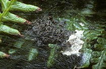 Nursery web / Wedding present spider (Pisaura mirabilis) spiderlings in their nursery, UK
