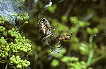Bordered orb weaver spider (Neoscona / Araneus adiantus) female (left) being courted by a male (right) on her web, UK