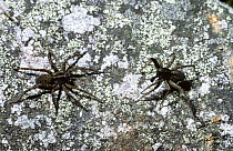 Spotted wolf spider (Pardosa amentata) male (right) semaphoring to a female with his black palps during courtship, UK