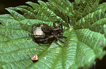 Spotted wolf spider (Pardosa amentata) female with her egg-sac, UK
