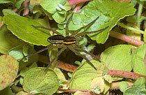 European fisher / Swamp / Raft spider (Dolomedes fimbriatus) juvenile walking on pond vegetation. UK