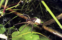 White-spotted pirate spider (Pirata tenuitarsus) female with her egg-sac, UK