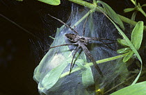 Nursery web / Wedding present spider (Pisaura mirabilis) female guarding her nursery-tent containing her babies, UK