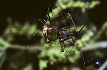 Familiar long-jawed orb weaver spider (Tetragnatha montana) mating pair, UK