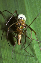 Common long-jawed orb weaver spider (Tetragnatha extensa), mating pair showing how the male (lower) locks the female's jaws with his own jaws, UK