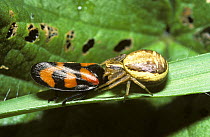 Common crab spider (Xysticus cristatus) female feeding on Black-and-red froghopper (Cercopis vulnerata) UK