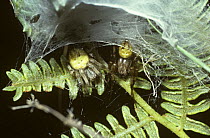 Four-spot orb weaver spider (Araneus quadratus) male (right) cohabiting in the lair of an immature female, UK