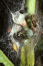 Mothercare spider (Theridion sisyphium) female guarding her egg-sac, UK