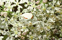 Flower / Goldenrod spider (Misumena vatia) female camouflaged on Hogweed flower head, UK