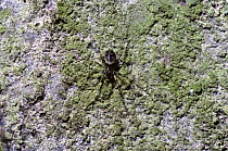 Invisible spider female (Drapetisca socialis) on the trunk of a Beech tree, UK
