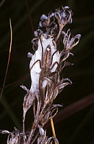 Grass spider (Tibellus oblongus) guarding her egg-sac, UK