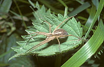 Nursery web / Wedding present spider (Pisaura mirabilis), a fat female full of eggs, May UK