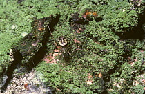Invisible spider (Drapetisca socialis) female well camouflaged against tree bark, UK