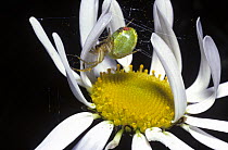 Green orb weaver spider (Araniella cucurbitina) female in her tiny web built in a Moon daisy flower, UK