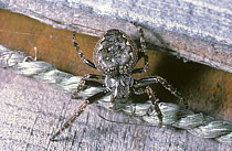 Walnut orb weaver spider (Nuctenea / Araneus umbratica) female on rug, UK