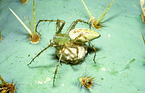 Green lynx spider (Peucetia viridans) female guarding her egg-sac on a Prickly pear cactus, in desert, Mexico