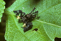 Dandy jumper spider (Portia schultzi) male resembling a dead shrivelled leaf, in tropical dry forest, Kenya