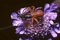 Common crab spider (Xysticus cristatus) female feeding on Sawfly (Tenthredo perkinsi) on Scabious flower, UK
