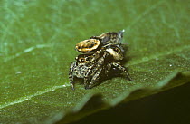 Woodland jumping spider (Evarcha falcata) mating pair, UK