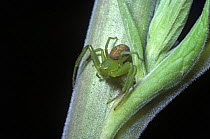 Green crab spider female (Diaea dorsata) camouflaged on Foxglove stem, UK
