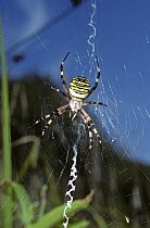 Wasp spider / Bruennich's argiope orb weaver spider (Argiope bruennichi) female on web showing stabilimentum, France