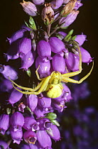 Flower / Goldenrod spider (Misumena vatia) female, yellow form, on Bell heather flower, UK