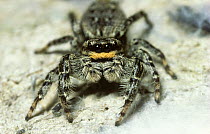 Fence post jumping spider (Marpissa muscosa)  female, UK
