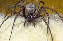 Cobweb spider (Tegenaria duellica) female on carpet in house, UK