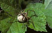 Wedding present / or Nursery-web spider (Pisaura mirabilis) female holding her egg-sac in her jaws, UK