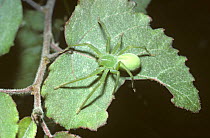 Meadow spider (Micrommata virescens) female camouflaged on leaf, France
