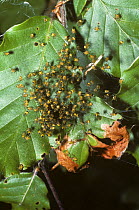 Garden spider (Araneus diadematus) spiderlings scattering defensively when disturbed, UK