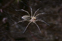 Grassland funnel weaver spider (Agelena labyrinthica) female on her sheet web, UK