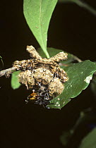 Tubercled bark spider (Caerostris sexcuspidata) camouflaged as dead leaf while feeding on prey, in rainforest, South Africa