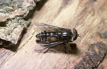 Bright horse fly (Hybomitra bimaculata) male, UK