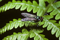 Long-legged fly (Argyra diaphana) male, UK