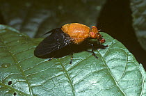 Fly (Peltacanthina fumipennis) in rainforest, showing its spongy proboscis, Kenya