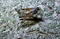 Mottle-winged snipe fly, downlooker fly (Rhagio scolopacea) on the bark of a tree, UK