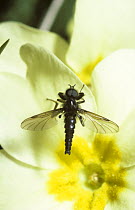 Fever fly (Dilophus febrilis) male on Primrose flower,  UK