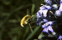 Dark-edged bee fly (Bombylius major) extracting nectar from Bugle flower {Ajuga reptans} UK