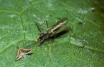 Stilt-legged fly female (Calobata cibaria) feeding on dead fly, UK