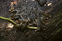 Larvae of a Dark winged fungus gnat {Sciaridae} on a wet log in forest, Trinidad