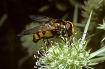 Lesser hornet plume-horn hover fly (Volucella inanis) feeding from {Eryngium campestre} flower, France