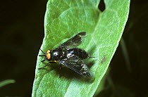 Splayed deer fly (Chrysops caecutiens), dark male, UK