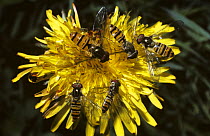 Marmalade icon hover fly (Episyrphus balteatus) males and females on Dandelion flower, UK