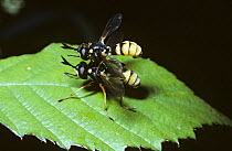 Common wasp / thick-headed fly (Conops quadrifasciata), male riding on the female's back but not mating, UK