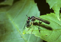 Small yellow-legged robber fly (Dioctria linearis) feeding on a {Hilara sp} empidid fly, UK