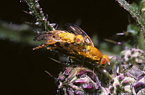 Large fruit fly (Xyphosia miliaria) pair mating on Marsh thistle host plant, UK