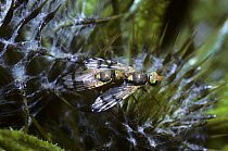 Large fruit fly (Urophora stylata) mating on Spear thistle, host plant for the larvae, UK