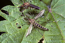 Banded mosquito (Culiseta annulata) male with fluffed out antennae, holding on to an unreceptive female, UK